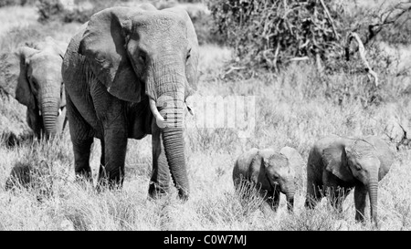 Elephants and Elephant Pack/Family Samburu National Reserve, Kenya, Africa Stock Photo