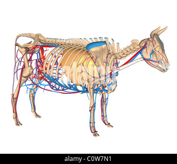 Anatomy of the cow circulary respiratory Stock Photo