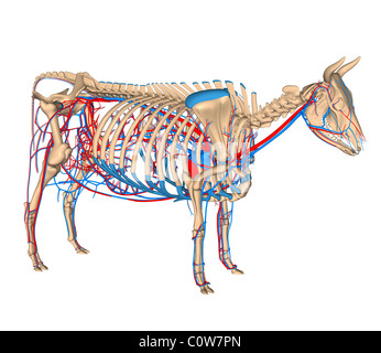 Anatomy of the cow circulary heart circulation Stock Photo: 34975432