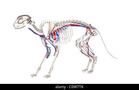 Anatomy of the cat heart circulation Stock Photo