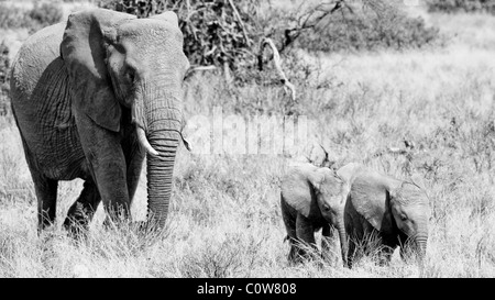 Elephants and Elephant Pack/Family Samburu National Reserve, Kenya, Africa Stock Photo