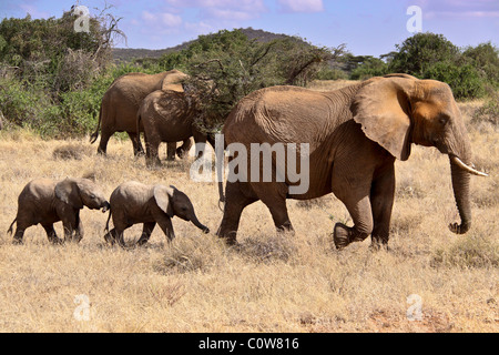 Elephants and Elephant Pack/Family Samburu National Reserve, Kenya, Africa Stock Photo