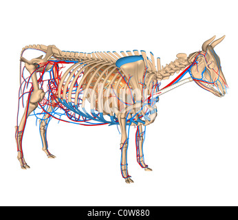 Anatomy of the cow respiratory lungs Stock Photo: 34974943 - Alamy