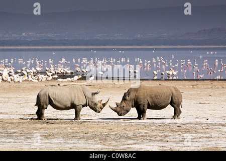 White Rhino Face Off, Lake Nakuru National Park, Kenya, Africa Stock Photo