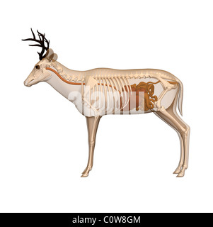 deer anatomy digestion stomach transparent body Stock Photo