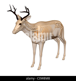 deer anatomy respiratory lungs skeleton transparent body Stock Photo ...