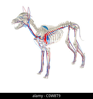 dog anatomy heart circulation skeleton with transparent body Stock