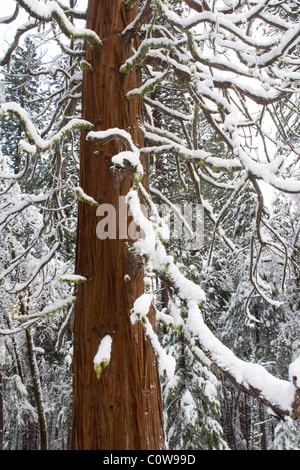 Giant Sequoia Tree (Sequoiadendron giganteum) during winter, Yosemite National Park. Stock Photo