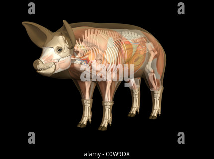 pig anatomy heart circulation skeleton Stock Photo - Alamy