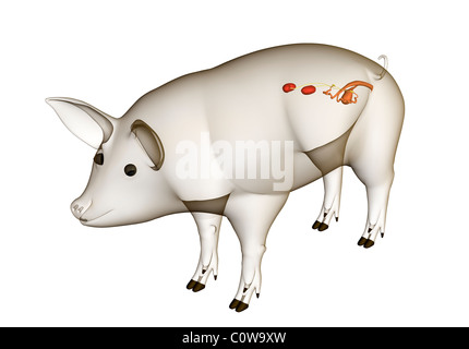 pig anatomy reproductive ovary with transparent body Stock Photo