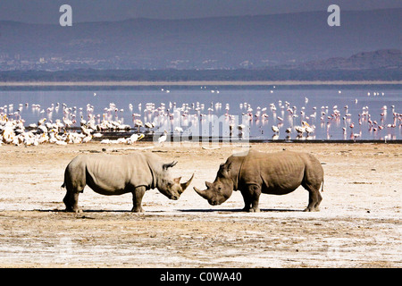 White Rhino Face Off, Lake Nakuru National Park, Kenya, Africa Stock Photo