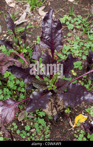 Beet (Beta vulgaris var. conditiva) Stock Photo