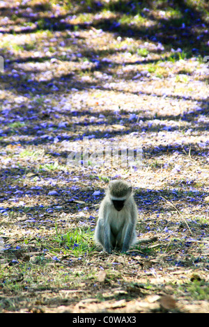 Vervet Monkey, Zimbabwe Masvingo Great Zimbabwe ruins Stock Photo