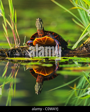 Colorful Eastern Painted Turtle Reflected in New Hampshire Pond Stock Photo