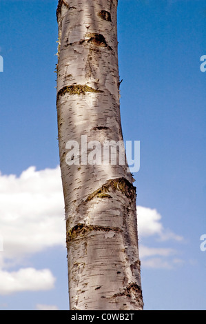 Silver Birch (Betula pendula) with blue sky behind Stock Photo