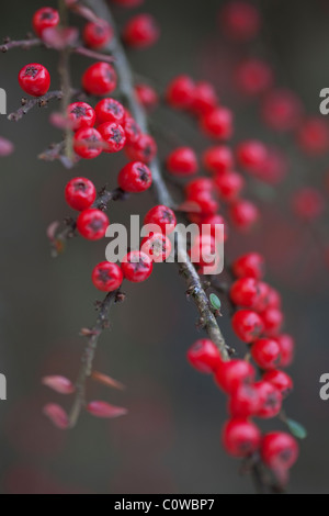 Red Cotoneaster berries on a branch in Autumn. Stock Photo