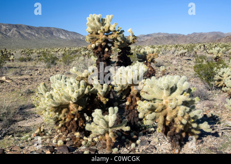 Teddy bear cholla cactus (Opuntia bigelovii) in Joshua Tree National Park, California.