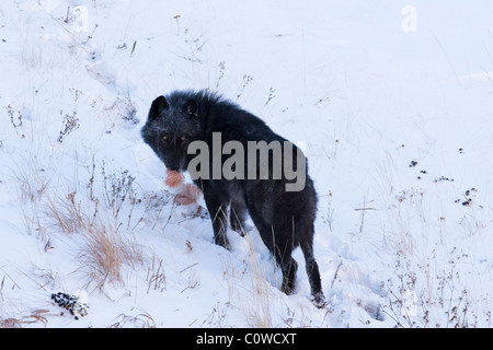 A gray wolf with a tuft of elk fur in his mouth, seen in Yellowstone National Park, Montana, USA, on Jan 4th, 2009. Stock Photo