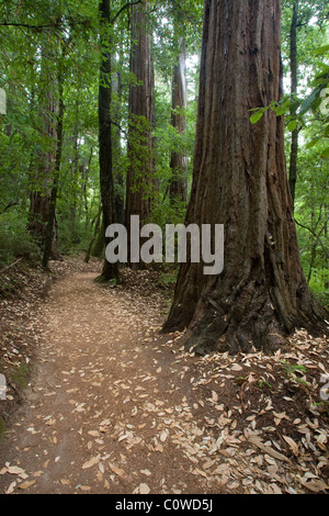 Path Leading through Redwoods, Big Basin State Park, CA. Stock Photo