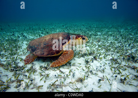 Loggerhead Turtle - Belize Stock Photo