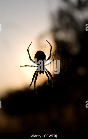 Western spotted orbweaver (Neoscona oaxacensis) during sunrise in Mexico Stock Photo