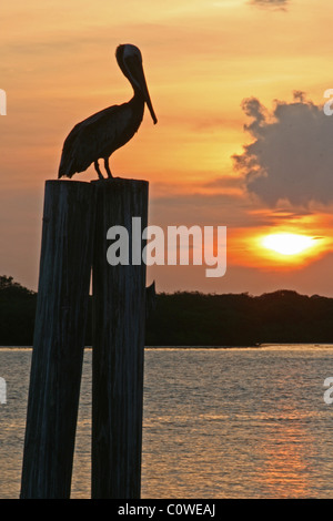 Pelican Sunrise on Boca Ceiga Bay Madeira Beach Florida. Stock Photo