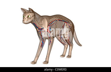 Anatomy of the cat heart circulation Stock Photo - Alamy