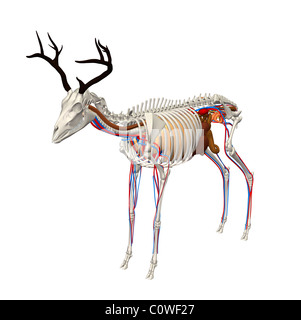 deer anatomy organs Stock Photo