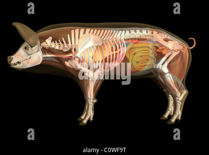 pig anatomy respiratory lungs Stock Photo - Alamy