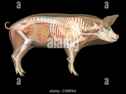 pig anatomy digestion stomach intestine guts tract anus with ...