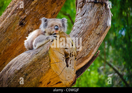 A lazy koala perched on a severed tree branch. Stock Photo