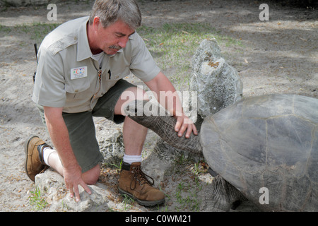 Florida,Seminole County,Orlando,Sanford,Central Florida Zoo & Botanical Gardens,Aldabra Tortoise,Dipsochelys dussumieri,reptile,man men male,zookeeper Stock Photo