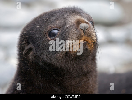 Antarctic Fur Seal Pup (arctocephalus gazella), Sailsbury Plain, South Georgia Stock Photo