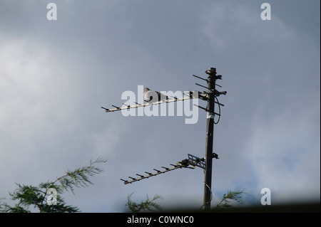 Collared dove perched on a roof mounted television aerial Stock Photo