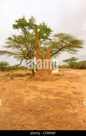 Omo river valley landscape with Termite mound, Southern Ethiopia Stock Photo