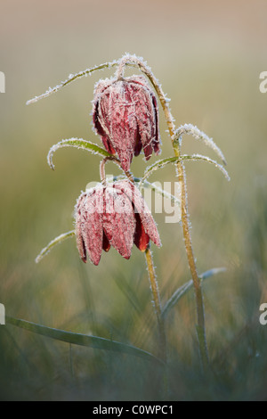 Frost covered Snakes Head Fritillaries Stock Photo