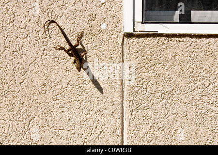 Small brown anole lizard on a stucco wall in the bright sunshine in Florida Stock Photo
