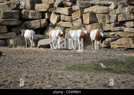 small herd of oryx in dublin zoo ireland Stock Photo