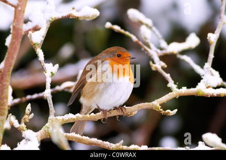 Robin in snow covered Magnolia Stock Photo