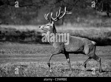 Red Deer Stag Stock Photo