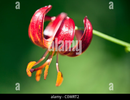 Red Tiger Lily flower close up. Stock Photo