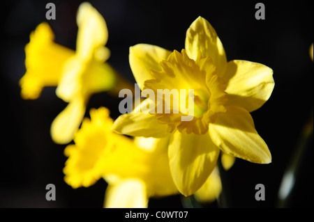 Daffodils glowing in the morning sun Stock Photo