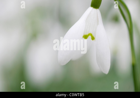 snowdrop wildflowers in english garden Stock Photo