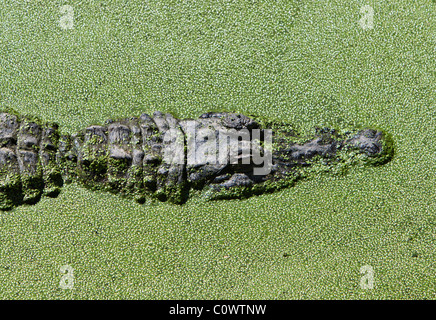 American Alligator Alligator Mississippians half submerged in water which is covered in pond weed Stock Photo