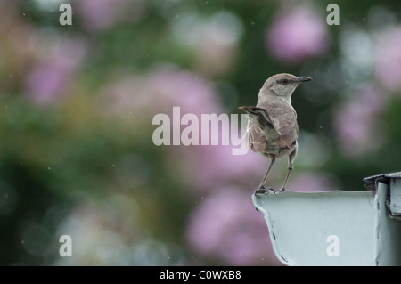 Mockingbird Song -  Australia