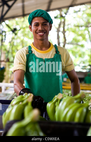 In Colombia, a banana worker on a banana farm that sells Fairtrade bananas Stock Photo