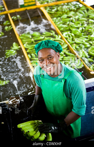 In Colombia, a banana worker on a banana farm that sells Fairtrade bananas Stock Photo