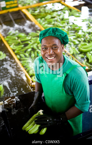 In Colombia, a banana worker on a banana farm that sells Fairtrade bananas Stock Photo