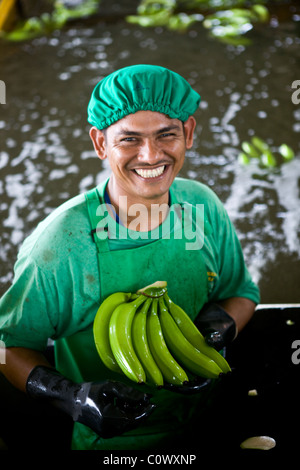 In Colombia, a banana worker on a banana farm that sells Fairtrade bananas Stock Photo