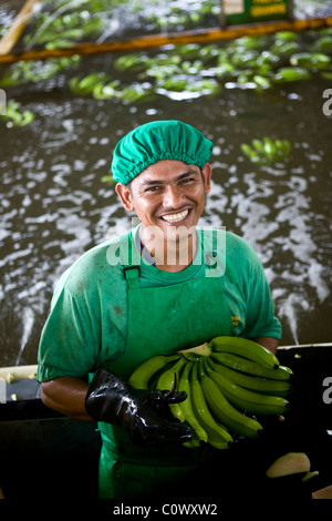 In Colombia, a banana worker on a banana farm that sells Fairtrade bananas Stock Photo